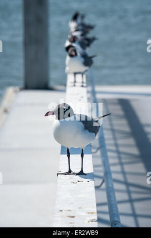 Gabbiani prendendo una pausa su una ringhiera dock affacciato sul fiume del St Johns a Jacksonville, Florida, Stati Uniti d'America. Foto Stock