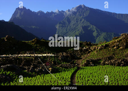 Lenticchia agricoltura plot a Ilet a Cordes, nel vertice posteriore del Piton de Neiges con neve, il Cirque de Cilaos, isola della Réunion, Foto Stock