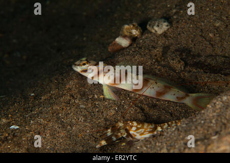 Slantbar Shrimpgoby con Alpheid Shrimp, fotografato a Dauin, Dumaguete, Filippine Foto Stock
