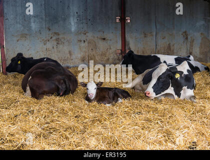 Una croce di Hereford vacca da latte con un nuovo nato vitello nella maternità il capannone di un Regno Unito dairy farm Foto Stock