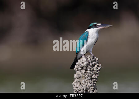 White-Collared Kingfisher (Halcyon Chloris) Foto Stock