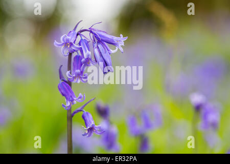 Bluebells a Godolphin Cornwall Inghilterra Regno Unito Foto Stock