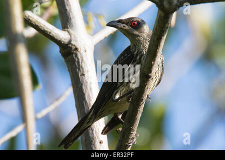 Asian Glossy Starling Foto Stock