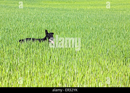 Cane nero nel verde di un campo di coltivazione. Foto Stock