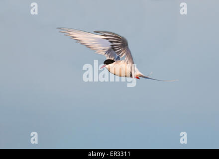 Arctic tern, Sterna paradisaea, in bilico Foto Stock