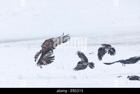 Adulto bianco-tailed eagle, Haliaeetus albicilla, volare e cornacchie grige, Corvus cornix battenti intorno Foto Stock