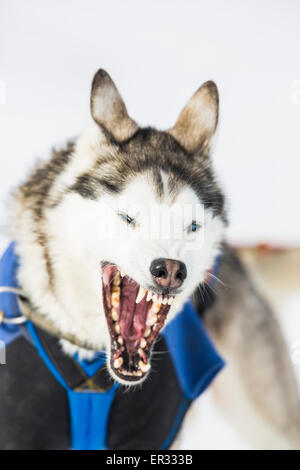 Husky cerca cane arrabbiato e mostra i denti Foto Stock