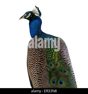 Bella peacock isolati su sfondo bianco Foto Stock
