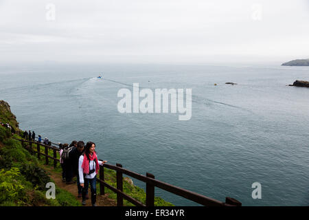 Pembrokeshire, Wales, Regno Unito. Xxiv Maggio, 2015. I turisti arrivano a isola Skomer per guardare i puffini. Biologi hanno annunciato un numero record di Atlantic i puffini vivono su Skomer. Oltre 21.000 persone sono state contate sull'isola. I puffini può essere visitato su Skomer da maggio a metà luglio, con 500 persone al giorno in grado di visitare la piccola isola al largo della costa occidentale del Galles. Fotografo commento: "Mi è stato fotografare i puffini su Skomer per anni e non hanno mai cessare di intrattenere, challenge e infuriate. Credito: Dave Stevenson/Alamy Live News Foto Stock