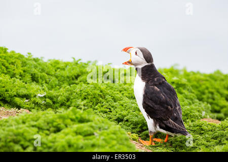 Pembrokeshire, Wales, Regno Unito. Xxiv Maggio, 2015. Atlantic puffin chiamando. Biologi hanno annunciato un numero record di Atlantic i puffini vivono su Skomer. Oltre 21.000 persone sono state contate sull'isola. I puffini può essere visitato su Skomer da maggio a metà luglio, con 500 persone al giorno in grado di visitare la piccola isola al largo della costa occidentale del Galles. Fotografo commento: "Mi è stato fotografare i puffini su Skomer per anni e non hanno mai cessare di intrattenere, challenge e infuriate. Credito: Dave Stevenson/Alamy Live News Foto Stock