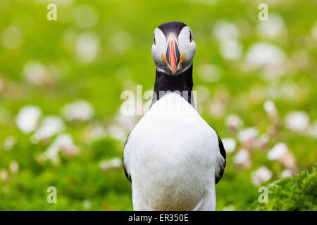 Pembrokeshire, Wales, Regno Unito. Xxiv Maggio, 2015. Atlantic puffin contro il fogliame. Biologi hanno annunciato un numero record di Atlantic i puffini vivono su Skomer. Oltre 21.000 persone sono state contate sull'isola. I puffini può essere visitato su Skomer da maggio a metà luglio, con 500 persone al giorno in grado di visitare la piccola isola al largo della costa occidentale del Galles. Fotografo commento: "Mi è stato fotografare i puffini su Skomer per anni e non hanno mai cessare di intrattenere, challenge e infuriate. Credito: Dave Stevenson/Alamy Live News Foto Stock