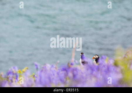 Pembrokeshire, Wales, Regno Unito. Xxiv Maggio, 2015. Coppia di pulcinelle di mare Atlantico contro bluebell sfondo. Biologi hanno annunciato un numero record di Atlantic i puffini vivono su Skomer. Oltre 21.000 persone sono state contate sull'isola. I puffini può essere visitato su Skomer da maggio a metà luglio, con 500 persone al giorno in grado di visitare la piccola isola al largo della costa occidentale del Galles. Fotografo commento: "Mi è stato fotografare i puffini su Skomer per anni e non hanno mai cessare di intrattenere, challenge e infuriate. Credito: Dave Stevenson/Alamy Live News Foto Stock