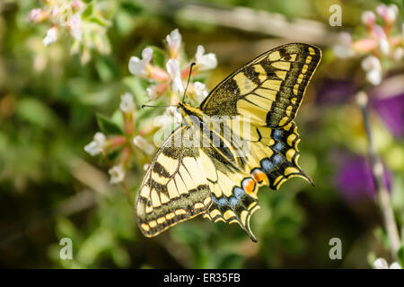 Il vecchio mondo a coda di rondine Papilio machaon è una farfalla della famiglia Papilionidae. La farfalla è anche noto come il comune y Foto Stock