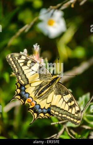 Il vecchio mondo a coda di rondine Papilio machaon è una farfalla della famiglia Papilionidae. La farfalla è anche noto come il comune y Foto Stock