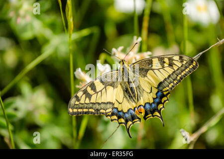 Il vecchio mondo a coda di rondine Papilio machaon è una farfalla della famiglia Papilionidae. La farfalla è anche noto come il comune y Foto Stock