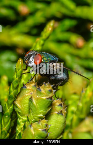 Il comune bottiglia verde fly (Phaenicia sericata o Lucilia sericata) è un duro colpo al volo trovata nella maggior parte delle aree del mondo Foto Stock