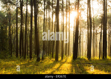Sunray splendenti pensato la nebbia della foresta di pini Foto Stock