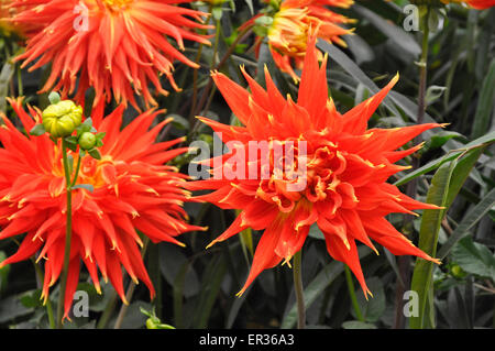 RHS Chelsea Flower Show 2015: Bright Arancione-rosso dalie (Visualizza n' Dillo ad) come visualizzato dalla nazionale di raccolta Dahlia. Foto Stock