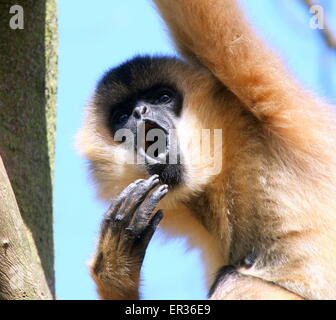 Femmina del Sudest Asiatico bianco settentrionale cheeked gibbone (Nomascus leucogenys) urlando a voce alta Foto Stock