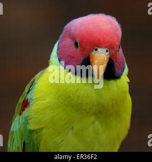 Maschio di prugna indiano-headed parakeet (Psittacula cyanocephala), a.k.a. Blossom-Headed Parakeet Foto Stock