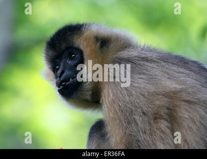 Femmina del Sudest Asiatico bianco settentrionale cheeked gibbone (Nomascus leucogenys) Foto Stock