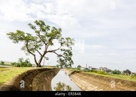 Campo di riso terrazze in Vietnam Foto Stock