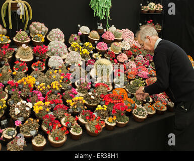 Chelsea flower show cactus display. Foto Stock