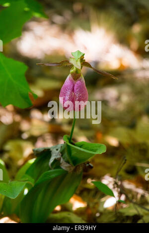 Lady slipper orchid Foto Stock