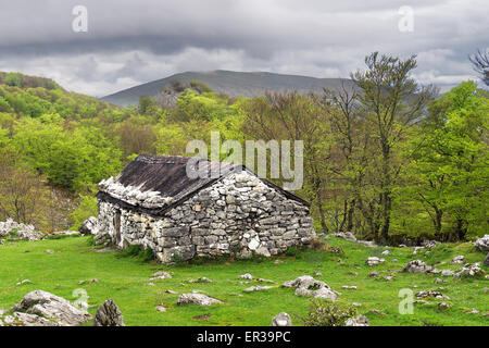 Sparso nella foresta a molla Foto Stock