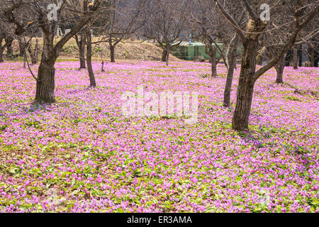 Dogtooth Violetta colonia, Semboku Città, Akita, Giappone Foto Stock