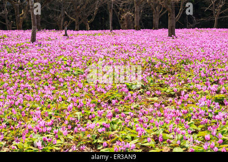 Dogtooth Violetta colonia, Semboku Città, Akita, Giappone Foto Stock