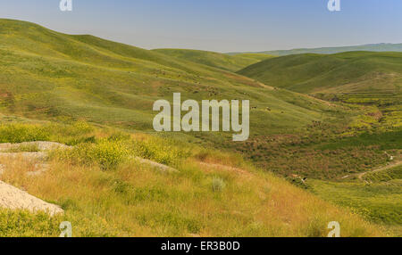 Mucche al pascolo nelle montagne di Gobustan(Azerbaigian) Foto Stock