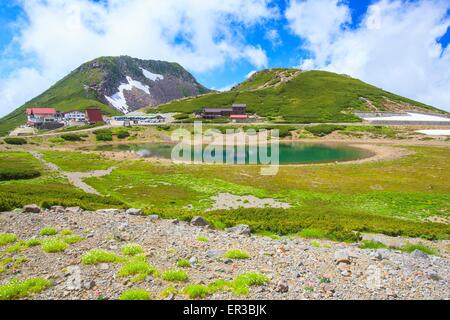 Estate di Mt. Norikura, pianta alpina, Nagano, Gifu, Giappone Foto Stock