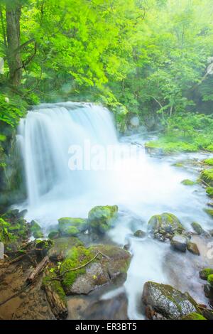 Flusso Oirase, Cyoushiootaki, Aomori, Giappone Foto Stock