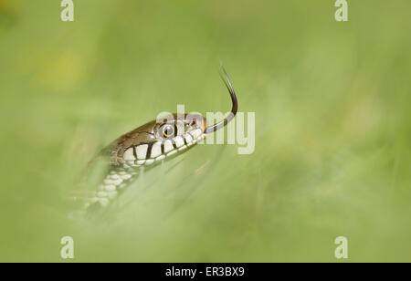 Biscia dal collare (Natrix natrix) spostando la sua linguetta, Jersey, Isole del Canale, REGNO UNITO Foto Stock