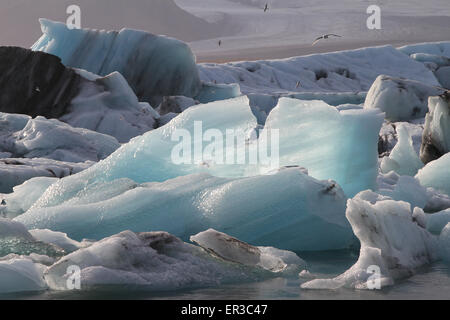 Iceberg galleggianti in laguna, Jokulsarlon, Vatnajokull Glacier National Park, Austurland, Islanda Foto Stock