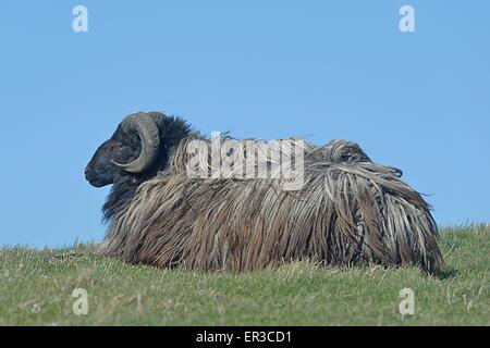 Ritratto di una pecora sdraiati sull'erba, Helgoland, Germania Foto Stock