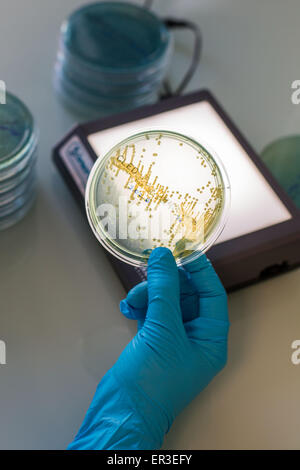 Mani di una piastra di coltura il test per la presenza di batteri Escherichia coli guardando la resistenza agli antibiotici. Foto Stock