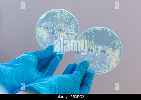 Mani di una piastra di coltura il test per la presenza di batteri Escherichia coli guardando la resistenza agli antibiotici. Foto Stock