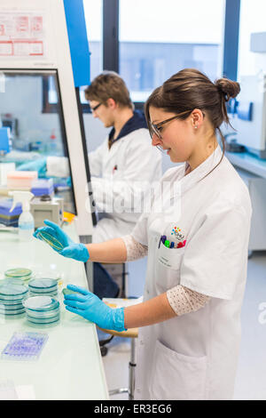 Mani di una piastra di coltura il test per la presenza di batteri Escherichia coli guardando la resistenza agli antibiotici, la biologia e il centro di ricerca in ospedale universitario di salute, Limoges, Francia. Foto Stock