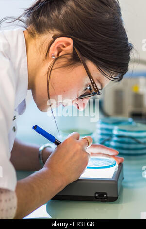 Mani di una piastra di coltura il test per la presenza di batteri Escherichia coli guardando la resistenza agli antibiotici, la biologia e il centro di ricerca in ospedale universitario di salute, Limoges, Francia. Foto Stock