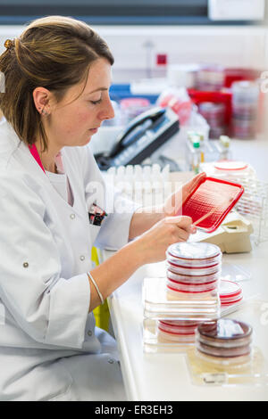 Un tecnico piastre su batteri gelose di medie in piastre petri per l'analisi dei batteri, la biologia e il centro di ricerca per l'ospedale di Limoges, Francia. Foto Stock