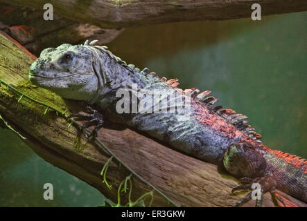 Utila Spinytail Iguana (ctenosaura bakeri) Foto Stock