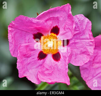 Cistus Purpureus (Rock Rose) Foto Stock