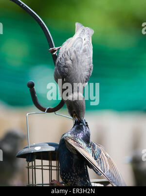 Brighton, Regno Unito. 26 Maggio, 2015. Nuova operatività ed estremamente affamato baby Starling quasi inghiotte i suoi genitori testa come si alimenta in un giardino di Brighton oggi godendo di un clima caldo e fotografia scattata da Simon Dack Foto Stock