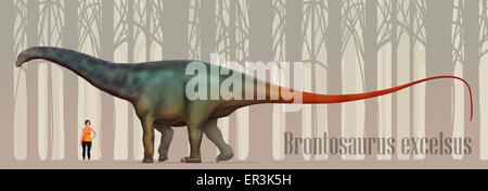 Brontosaurus (noto anche come Apatosaurus excelsus) dimensione compatison per una donna adulta. B. excelsus pesato fino a 15 tonnellate e measu Foto Stock