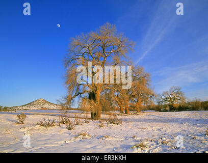 Ore del sorgere su un cavalletto di antichi alberi di pioppi neri americani nel bacino di Galisteo vicino a Santa Fe, New Mexico Foto Stock