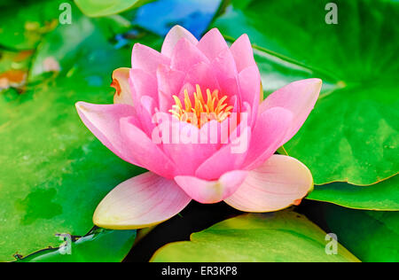 Immagine ravvicinata di rosa acqua giglio Foto Stock