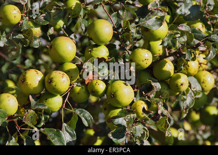 Crabapples che vengono utilizzati per effettuare crabapple jelly. Foto Stock