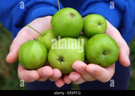 Crabapples che vengono utilizzati per effettuare crabapple jelly. Foto Stock